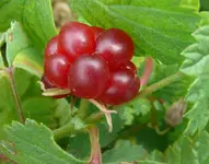 alackerbeere.webp