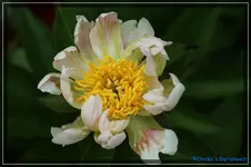Green Lotus.webp