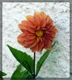 comp_DSC09499.webp