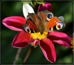 comp_DSC00347.jpg