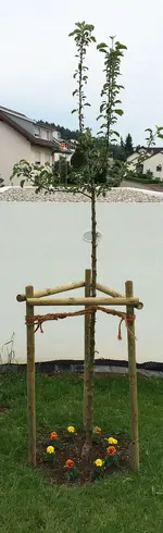 ApfelbaumGarten.jpg