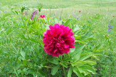 pfingstrose02.webp