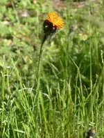 IMGP7673.webp
