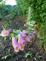 k-P1090387.webp