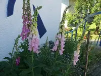 k-P1090399.webp