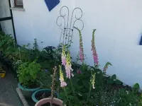 k-P1090410.webp