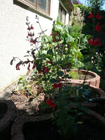 k-P1090385.webp