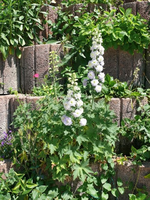 k-P1090389.webp