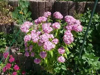 k-P1090395.webp