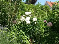 k-P1090408.webp