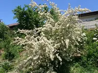 k-P1090418.webp