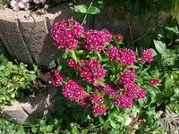 k-P1090412.webp