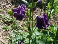 k-P1090414.webp