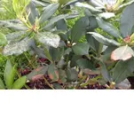 Rhodo.webp