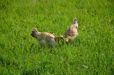 humpie.webp