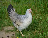 orenella.webp