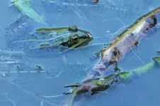 DSCF1313.webp