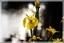Blüte gelbe Iris (1).webp