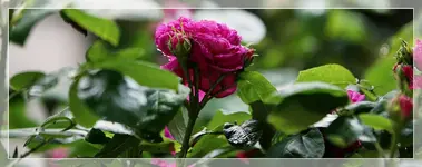 Blüte Rose de Resht.webp