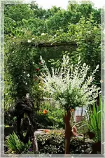 Harlekinweide und Rosenbogen.webp