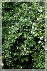Jasmin.webp