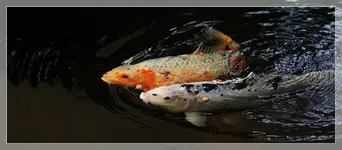 Koi (2).webp