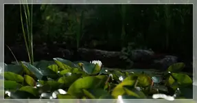Koi (3).webp