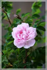 Rose an Hauseingang (3).webp