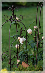Rose Heritage.webp