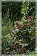 Rose Rose de Resht.webp