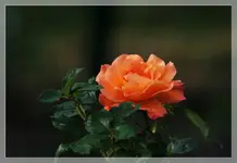 Rose Tamora.webp