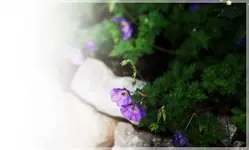 Rozanne Blüten.webp