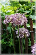 Sternkugellauch.webp