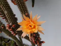 DSCF9013.webp