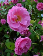 Zephirine Drouhin1.webp
