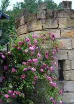 Zephirine Drouhin.webp