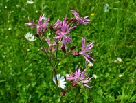 Kuckucksnelke.webp