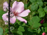 dainty bess1.webp