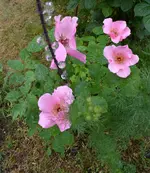 dainty bess.webp