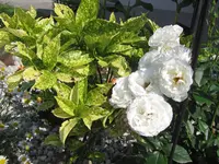 IMG_0343.webp
