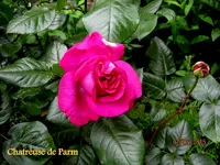 IMG_4810.webp