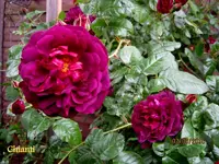 IMG_4818.webp