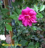 IMG_4847.webp