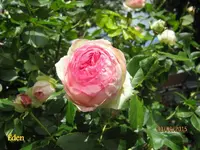 IMG_4851.webp