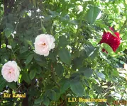 IMG_4888-001.webp
