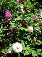 IMG_4918.webp
