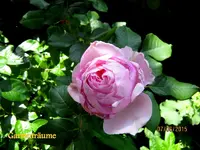 IMG_4923.webp