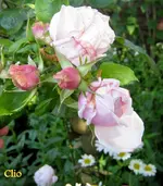 IMG_4925.webp