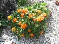 IMG_0328.webp