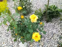 IMG_20150517_113719.webp